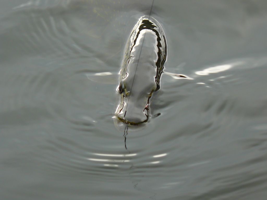 szczupak z ołowianej jesiennej wody